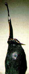 LS9006 Lucas SITHOLE "Waving in the water" 1990 Zulu indigenous wood on tambotie base 067x019x023 cm